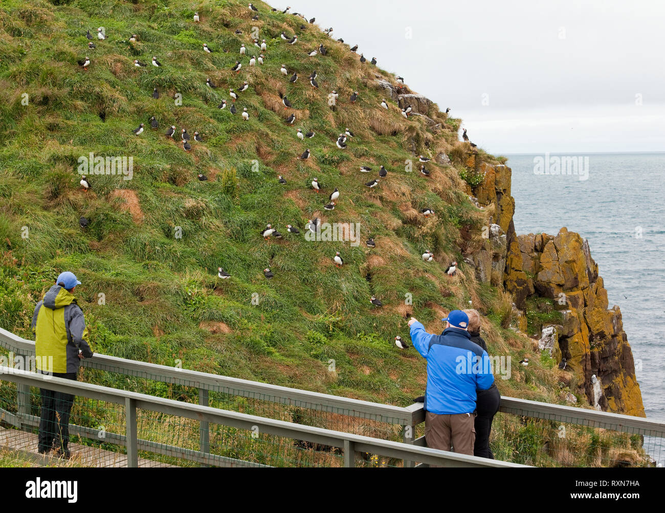Costruita la passerella consentendo ai visitatori di vedere i puffini Atlantico nel loro ambiente naturale da una distanza molto ravvicinata, Hafnarholmi, Islanda Foto Stock