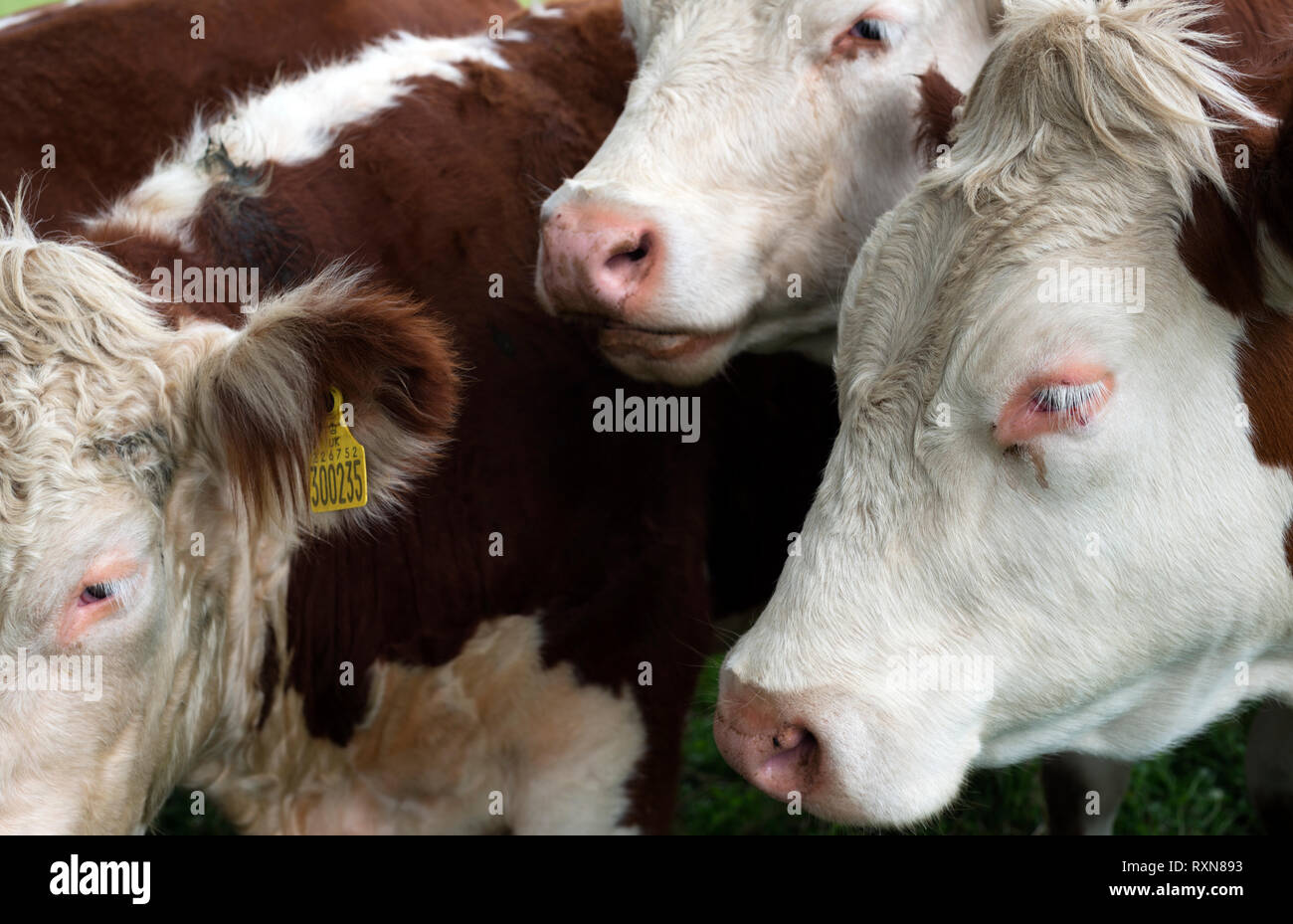 Bovini da carne nel Suffolk in Inghilterra Foto Stock