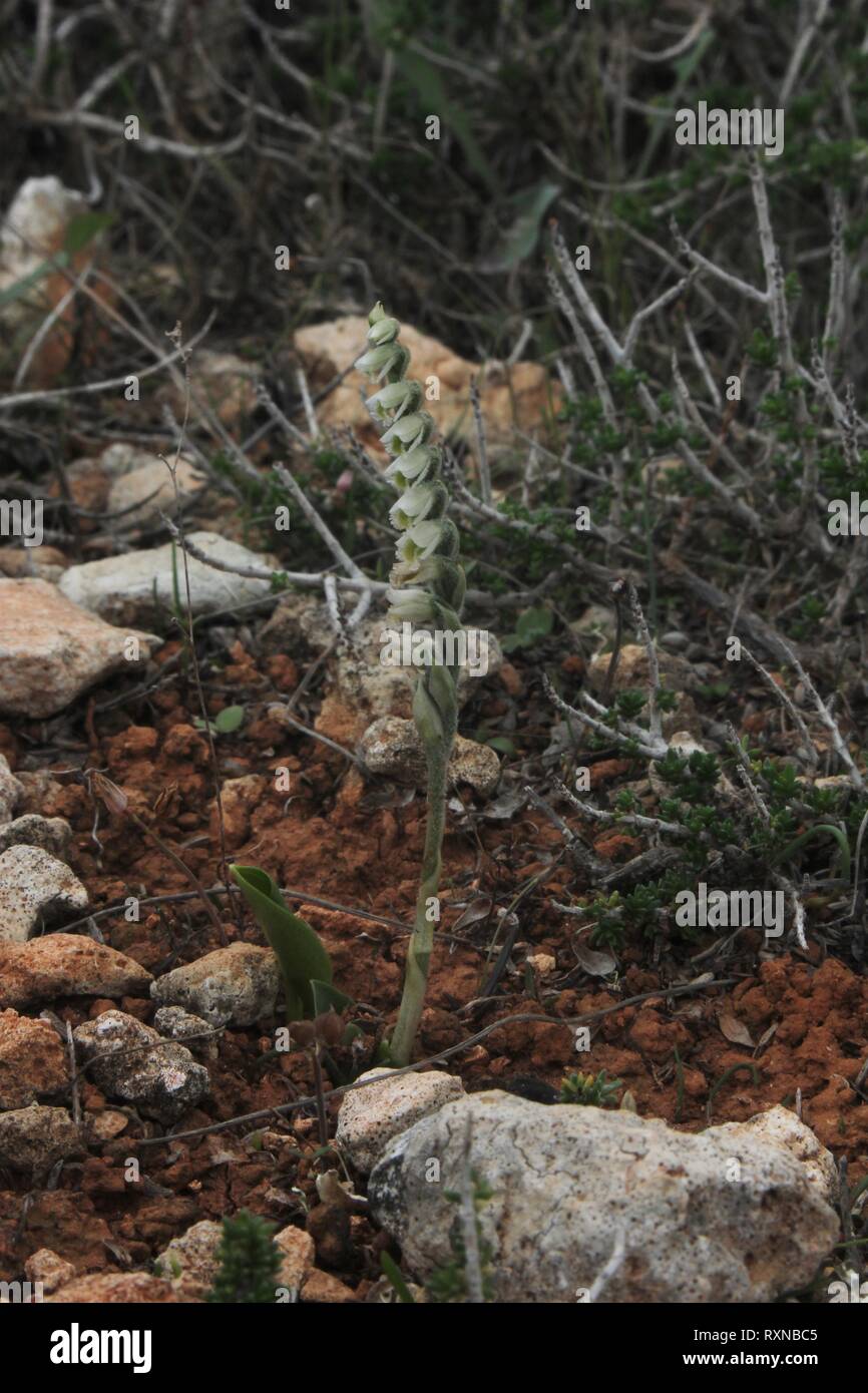 Signora autunno Tresses (Spiranthes spiralis) fioritura nella gariga vicino a Dingli Cliffs, Malta Foto Stock