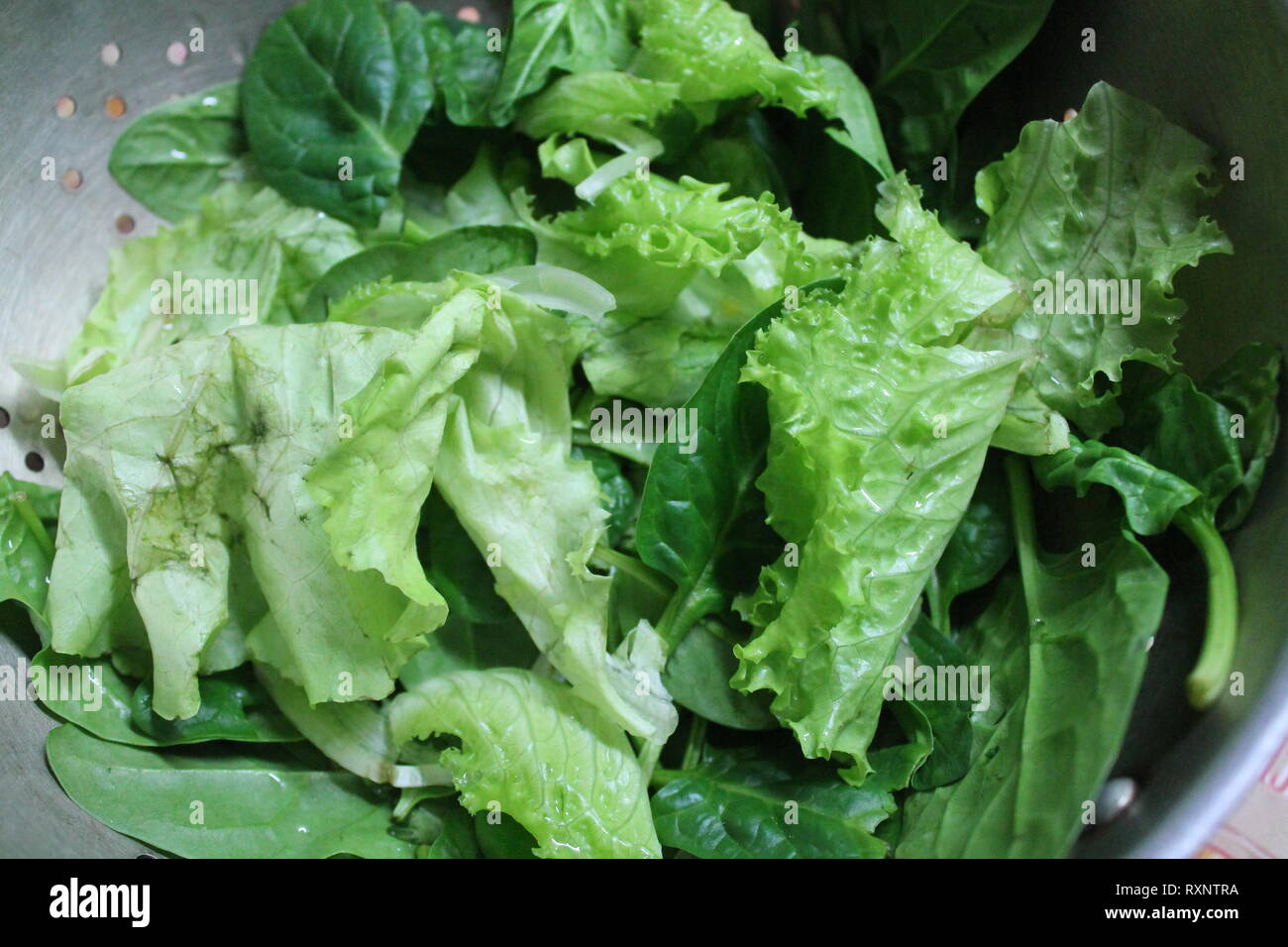 Stuzzicante verdura verde mix di fresca insalata succosa nel recipiente Foto Stock