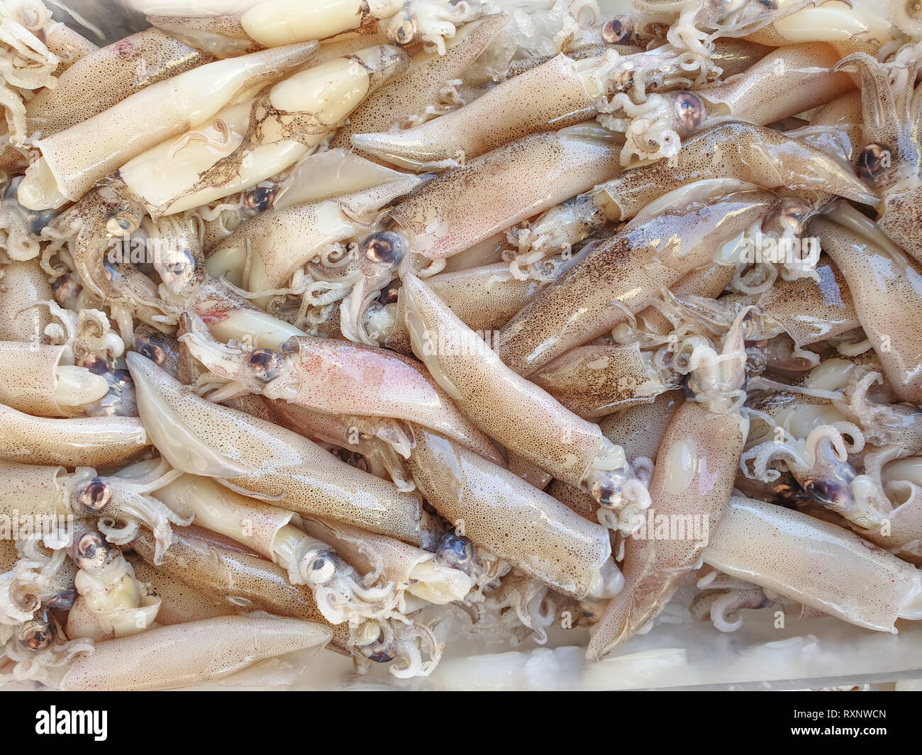 Calamari decongelati su ghiaccio per la vendita, pesce locale di stallo sul  mercato con prodotti freschi e piatti di pesce scongelato Foto stock - Alamy