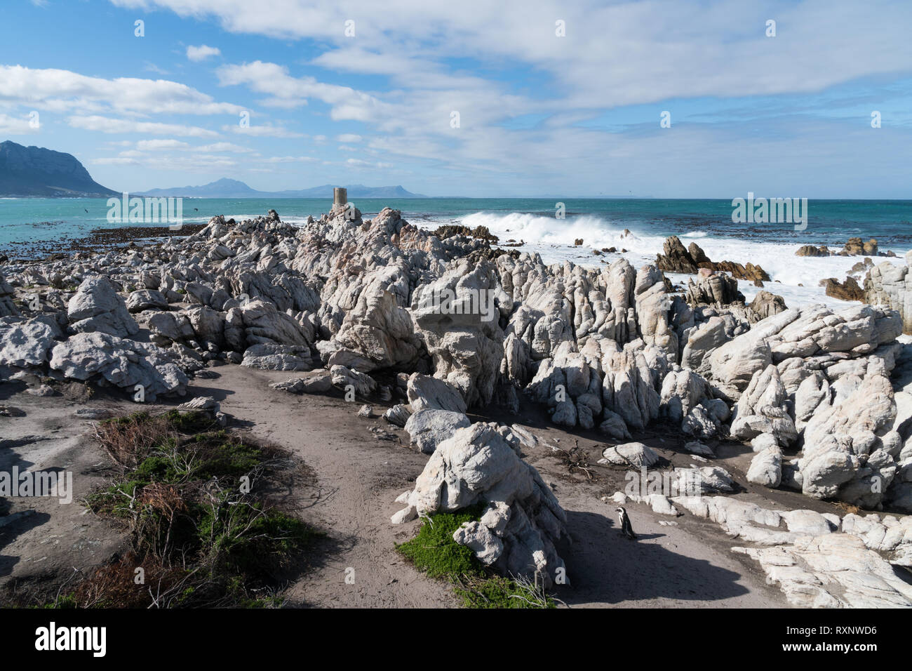 La colonia dei pinguini africani, Spheniscus demersus, in piedi di Betty's Bay, Sud Africa Foto Stock
