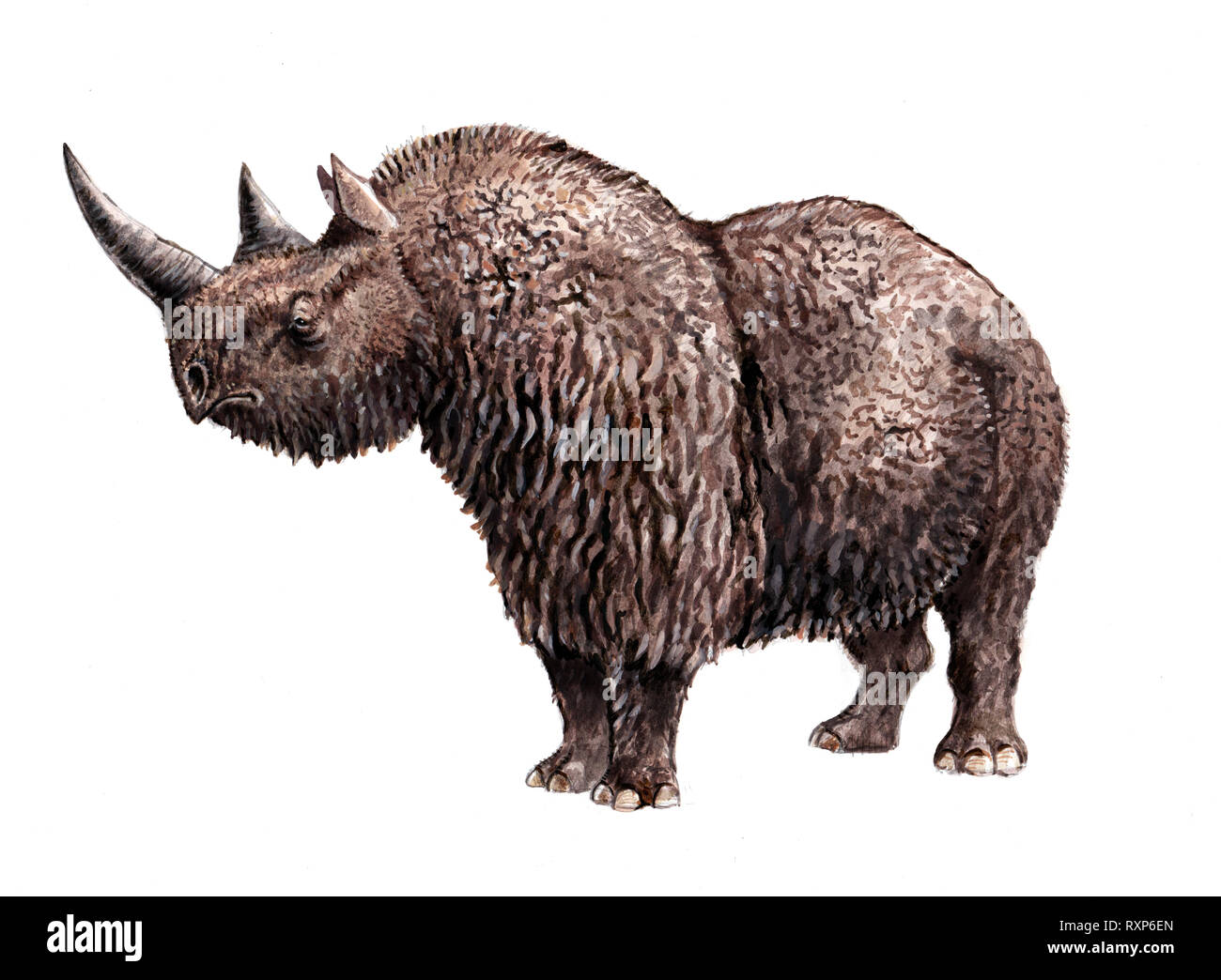 Rinoceronti lanosi illustrazione. Animali preistorici. Foto Stock