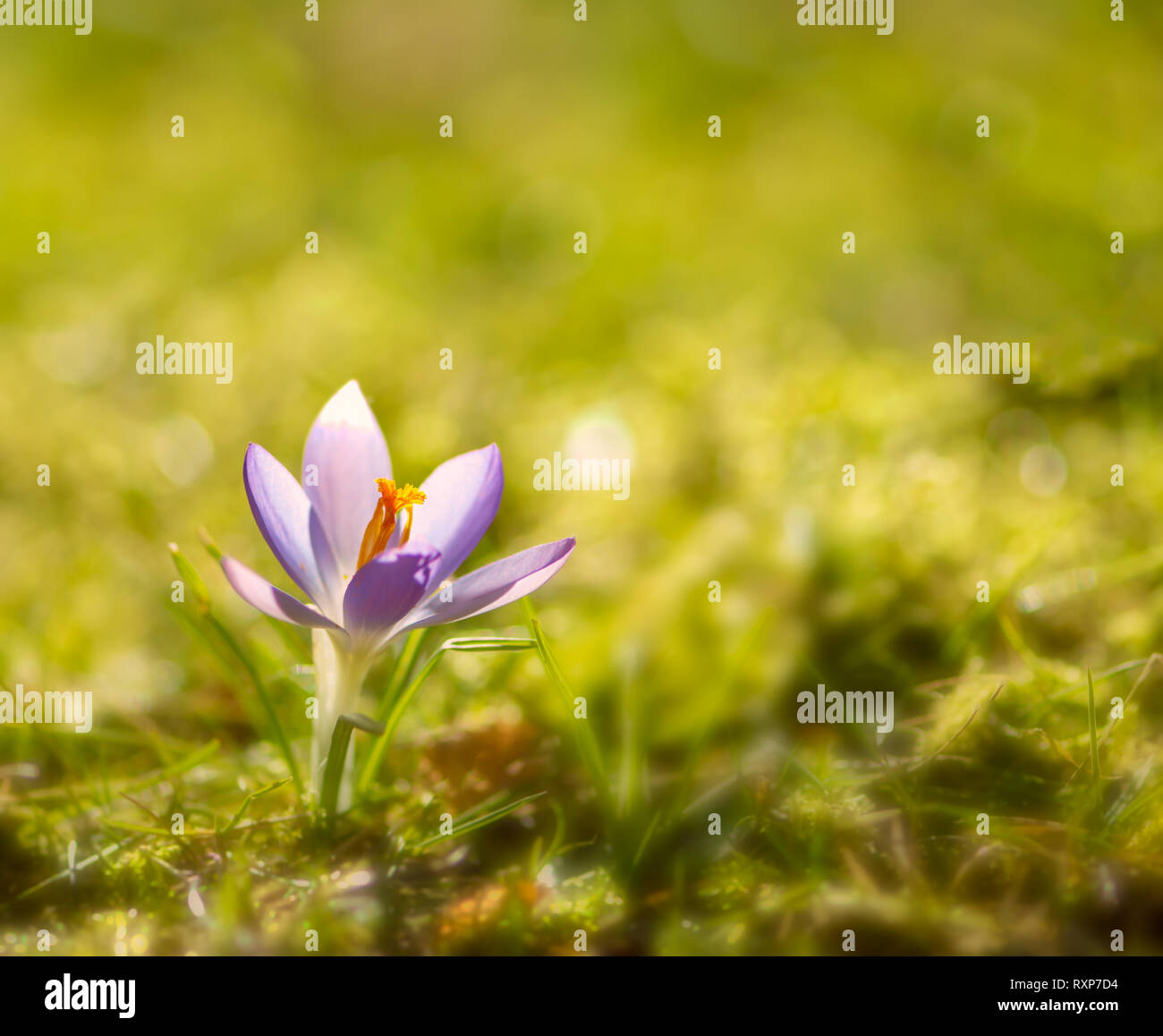 Primo piano di un viola crocus fiore con il fuoco selettivo e la profondità di campo Foto Stock