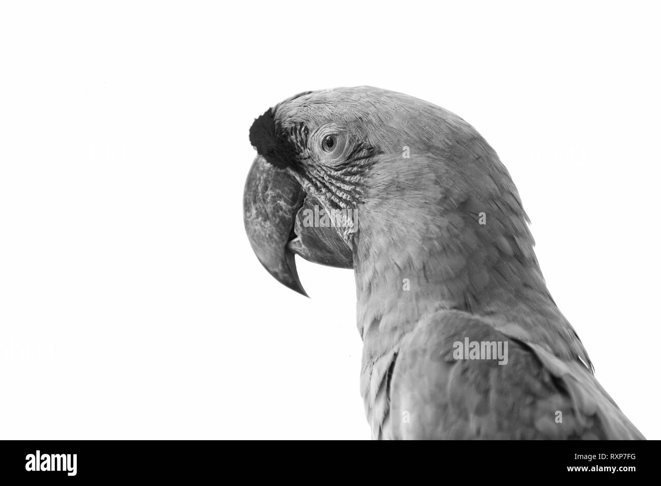 Bella carino buffo uccello di colore rosso e verde sfumato pappagalli ara isolati su sfondo bianco Foto Stock