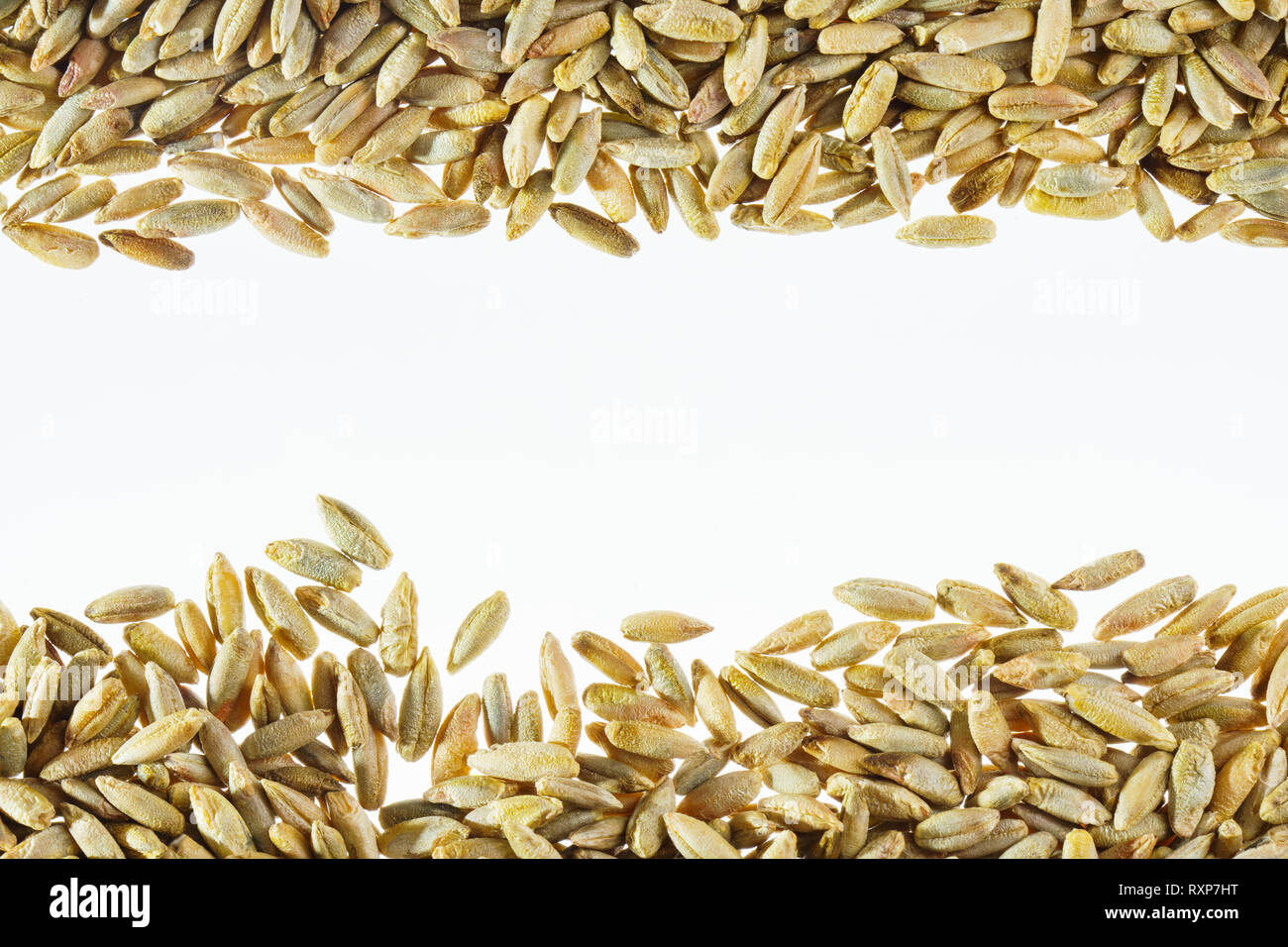 Bianco spazio libero è circondato da grano. Strato piatto con spazio per il testo. Vuoto sullo sfondo bianco. Sfondo bianco con grano Foto Stock