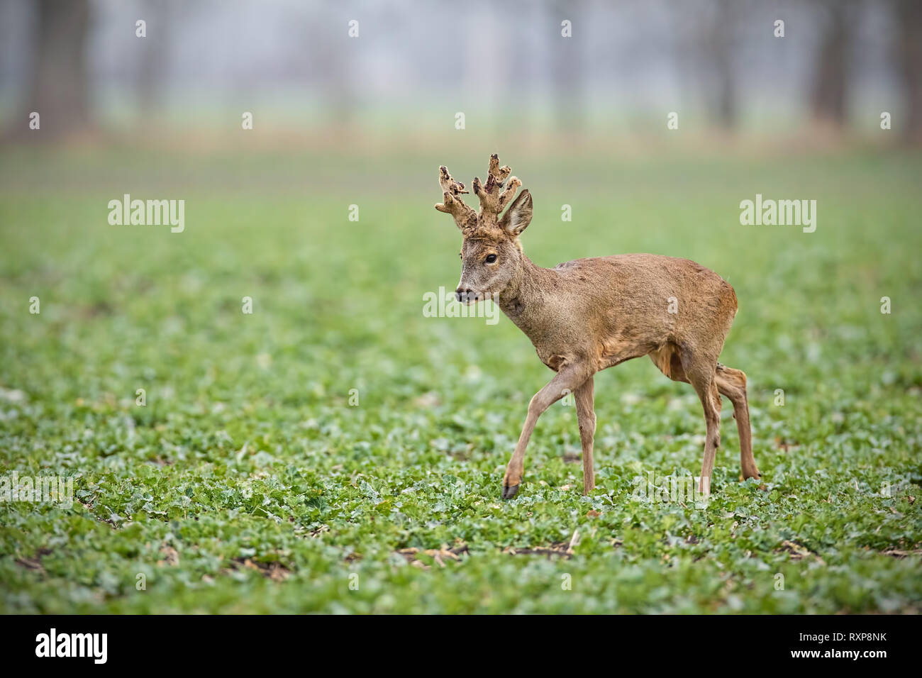Il Roe Deer buck con grandi corna di cervo coperta in velluto camminando su un campo con copia spazio. Foto Stock