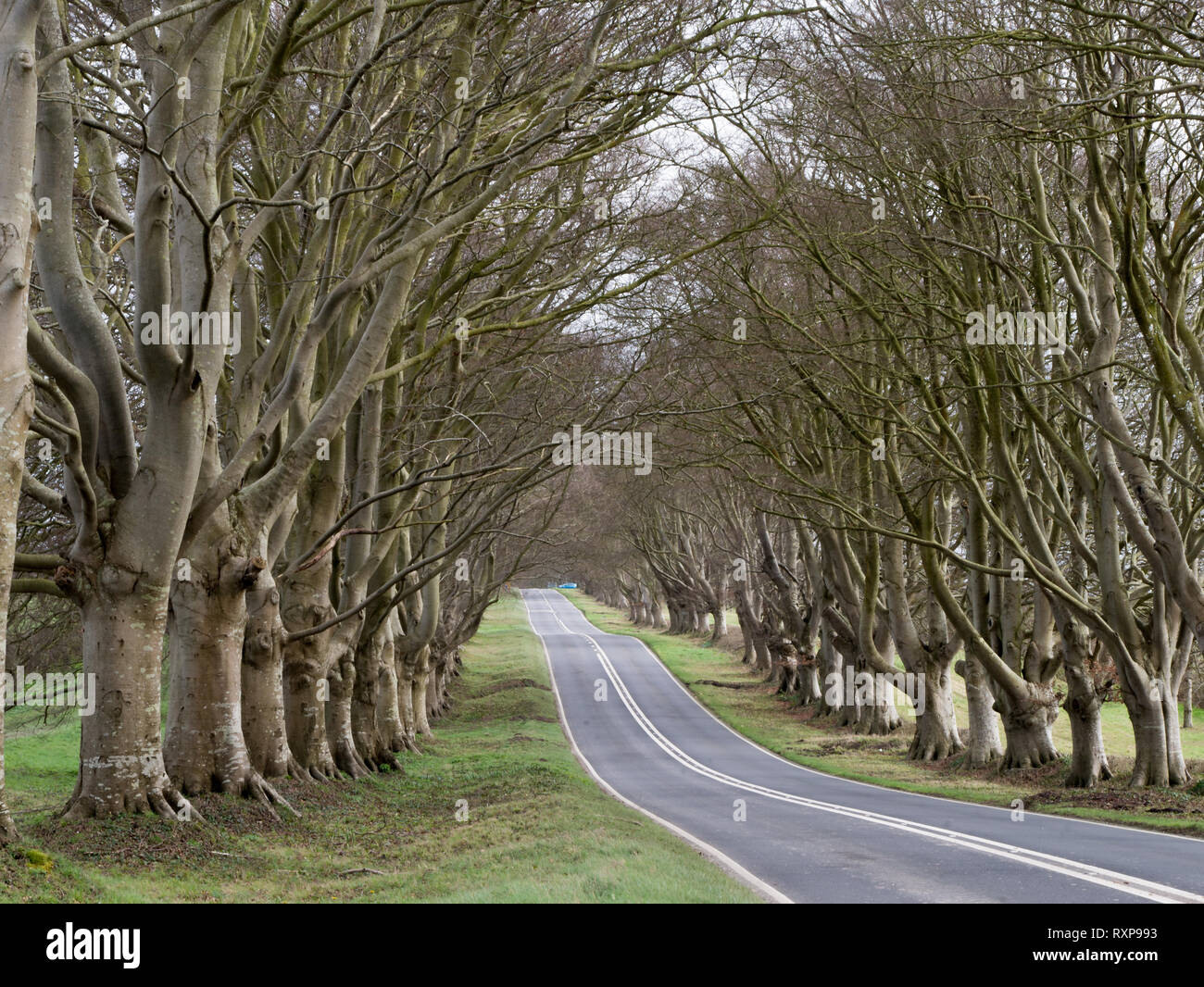 Il faggio strada alberata, Kingston Lacy station wagon, Dorset, Regno Unito Foto Stock