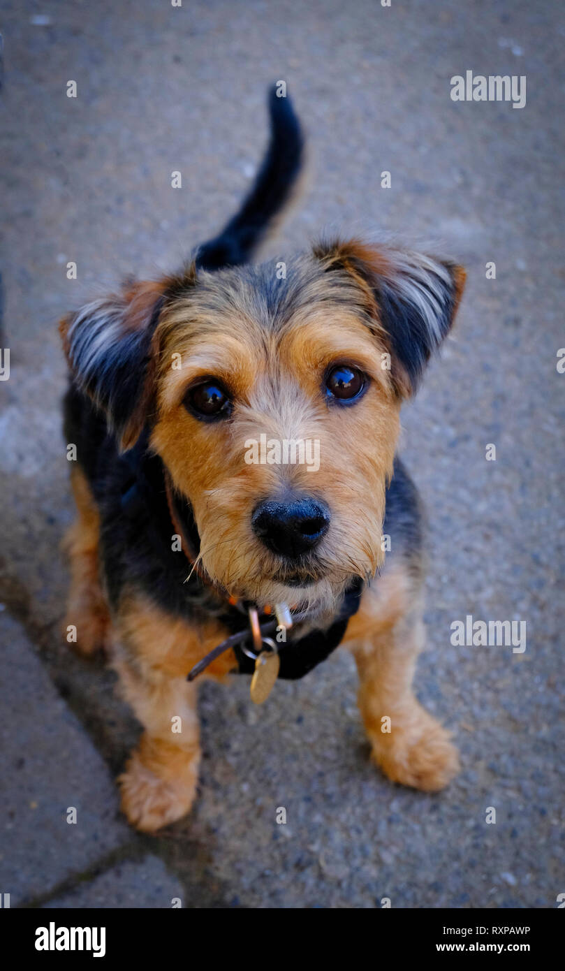 Ritratto di strada di carino piccolo terrier cane Foto Stock