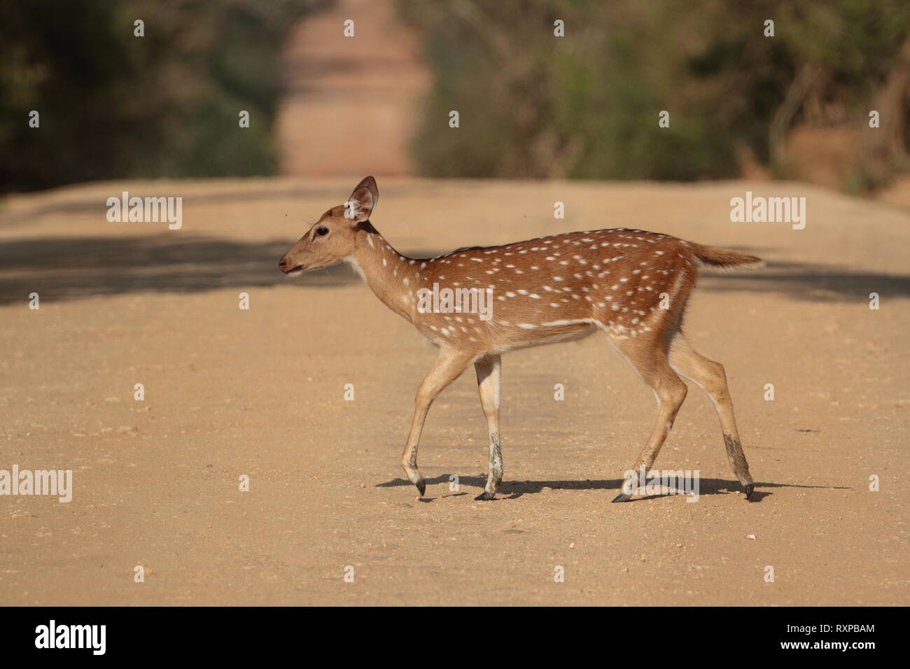 Avvistato cervi, Yala National Park, Sri Lanka Foto Stock