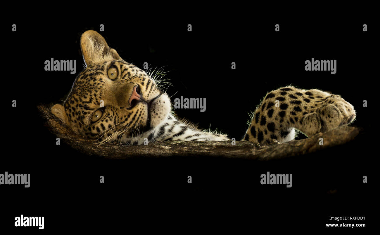 Foto con uno sfondo nero di un leopard posa su un ramo di un albero, il parco nazionale Kruger, Sud Africa Foto Stock