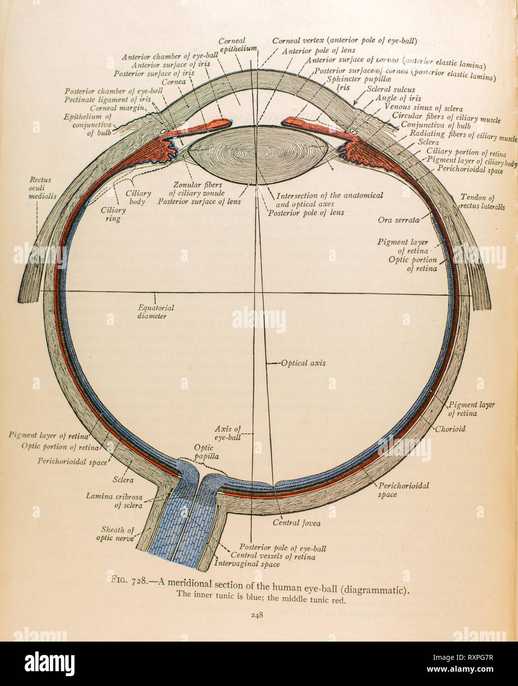 Anatomia della vista umana Foto Stock