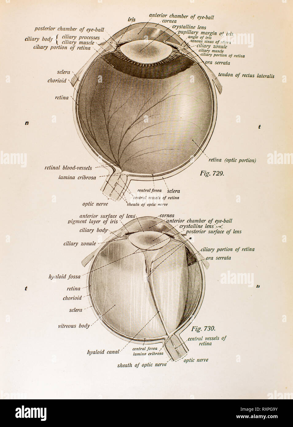 Anatomia della vista umana Foto Stock