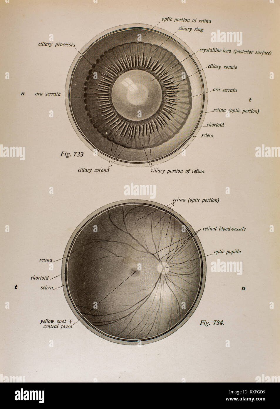 Anatomia della vista umana Foto Stock