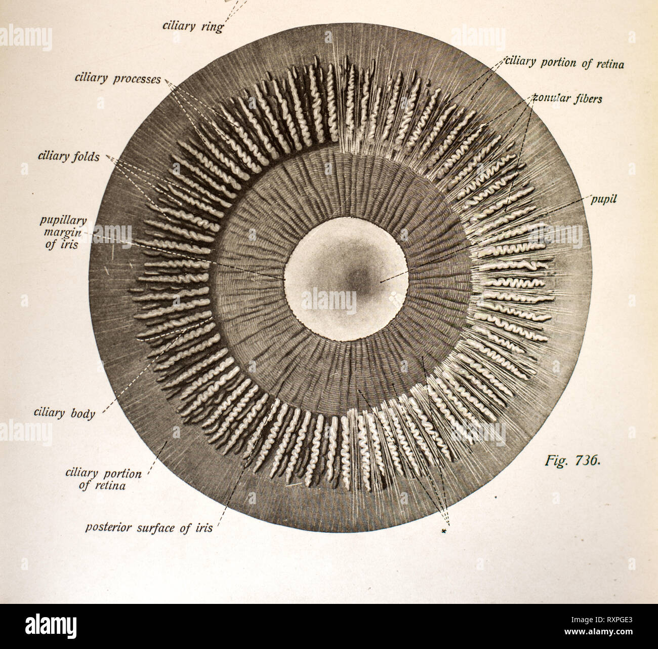 Anatomia della vista umana Foto Stock