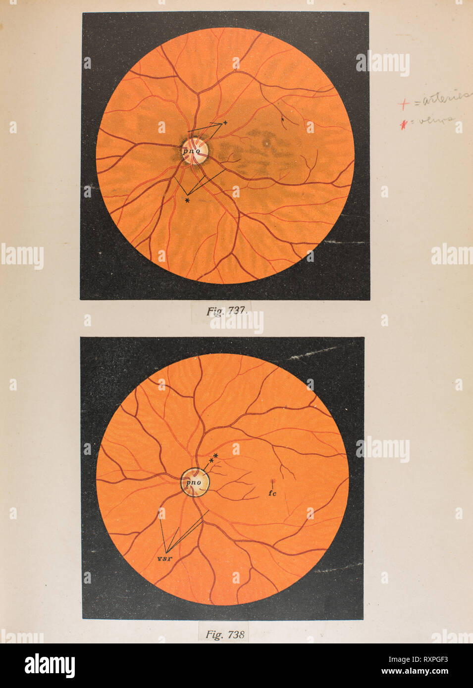 Anatomia della vista umana Foto Stock