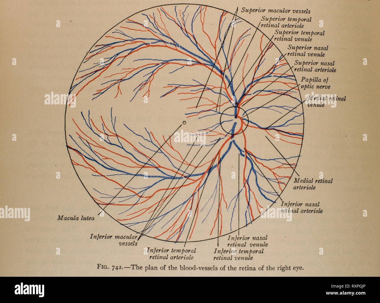 Anatomia della vista umana Foto Stock