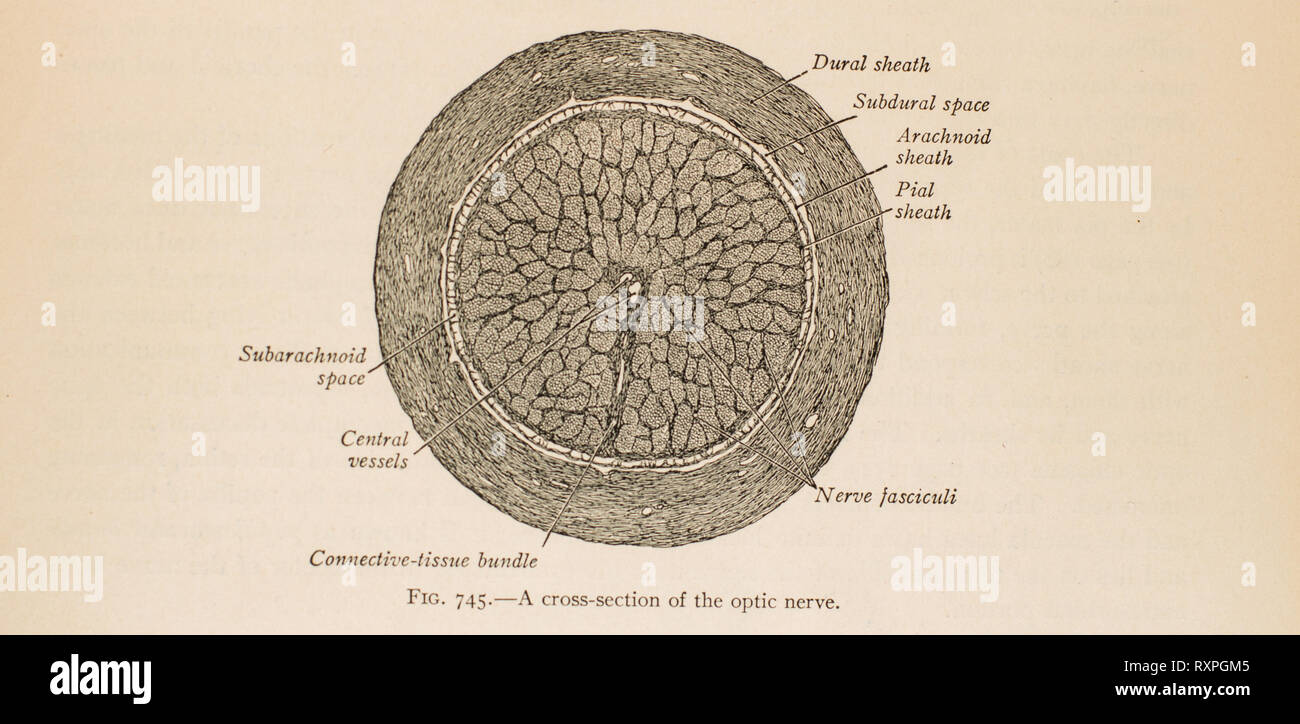 Anatomia della vista umana Foto Stock