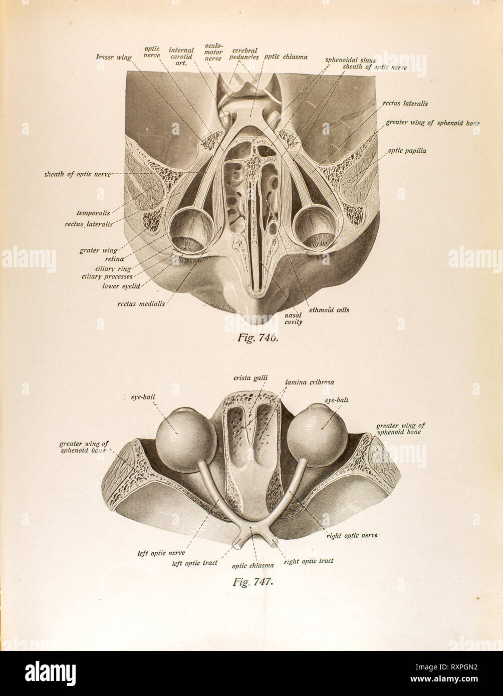 Anatomia della vista umana Foto Stock