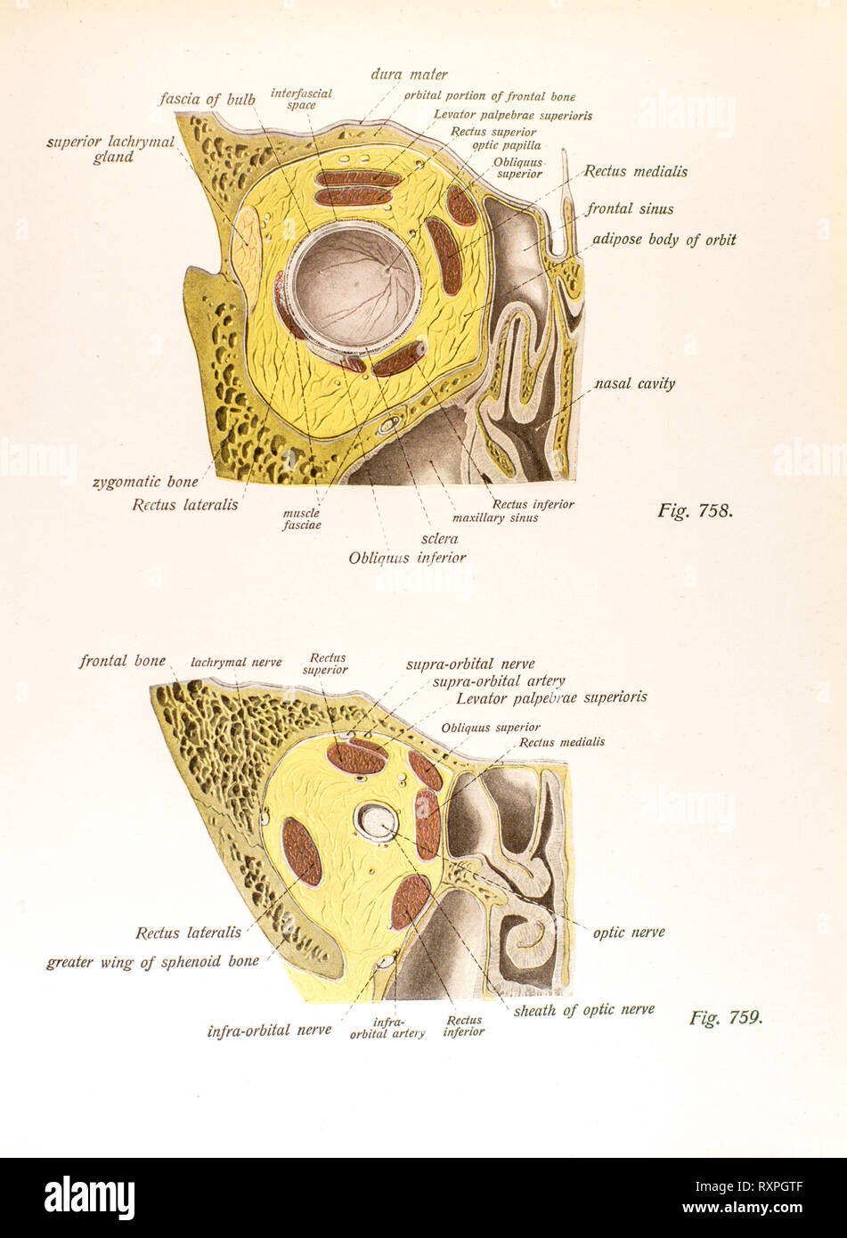 Anatomia della vista umana Foto Stock