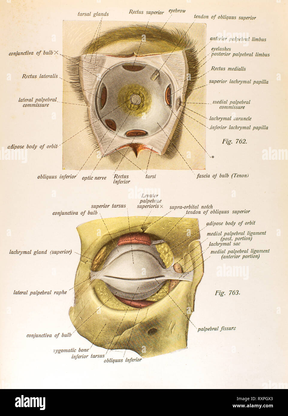 Anatomia della vista umana Foto Stock