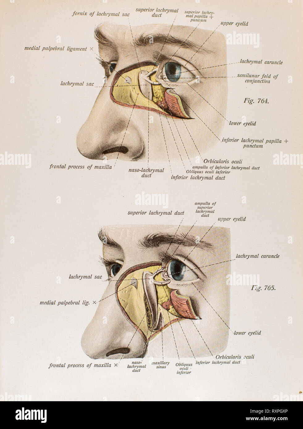 Anatomia della vista umana Foto Stock