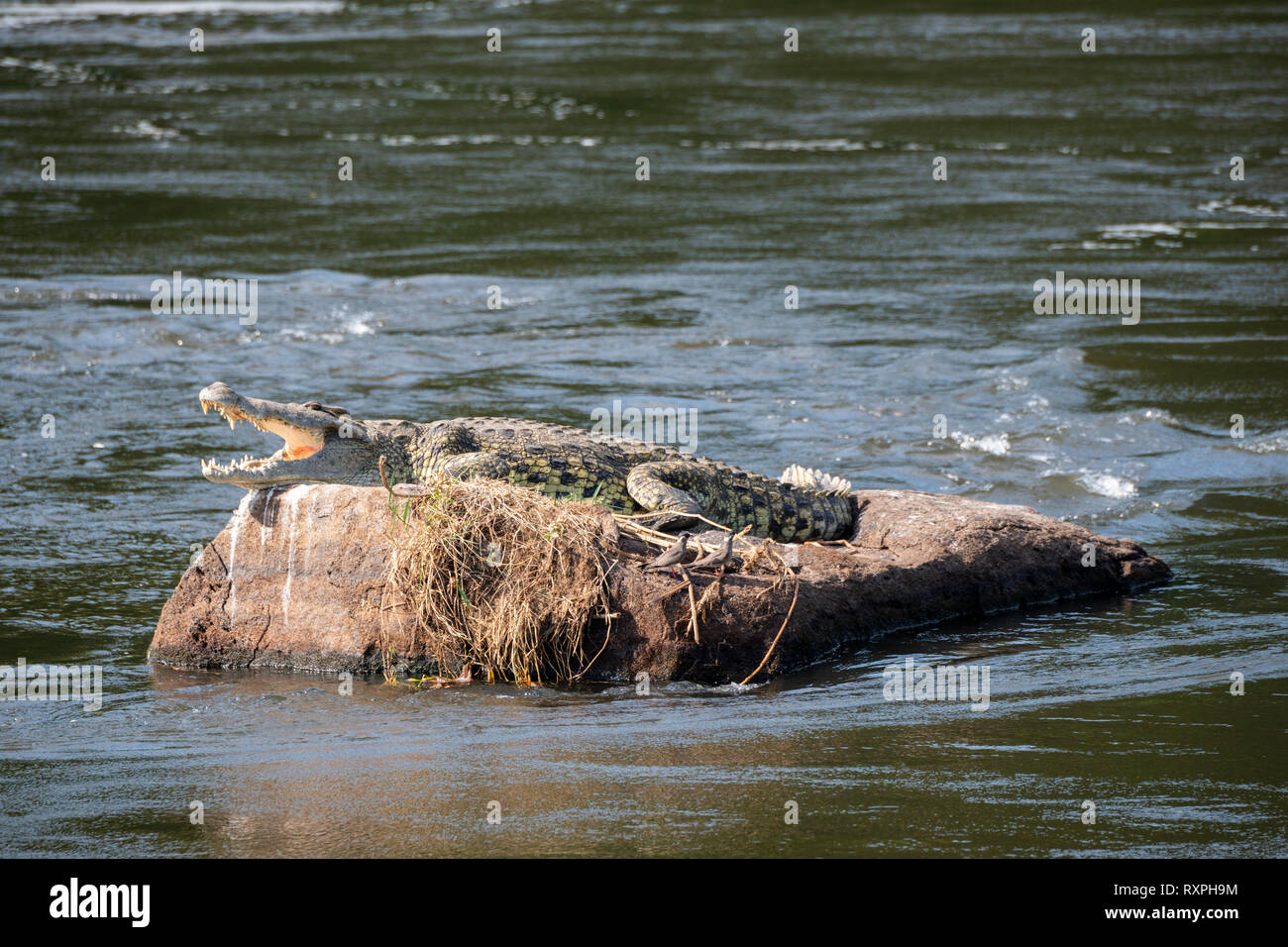 Coccodrillo del Nilo (Crocodylus niloticus) giacente su roccia in Victoria fiume Nilo in Murchison Falls National Park, Nord Uganda, Africa orientale Foto Stock
