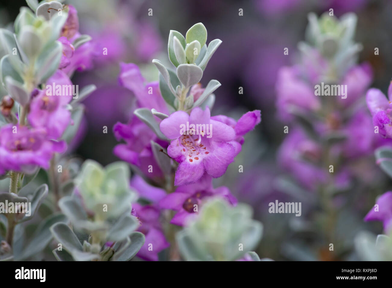 Silku Uem Bush è un peculiare bush con il grigio/bianco le foglie e i fiori viola. Foto Stock