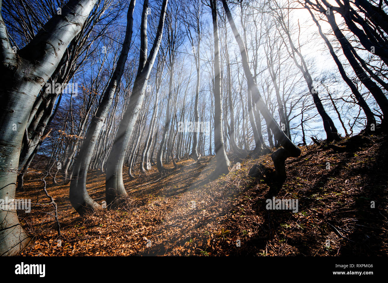 Raggi di sole nel profondo del bosco di faggio Foto Stock