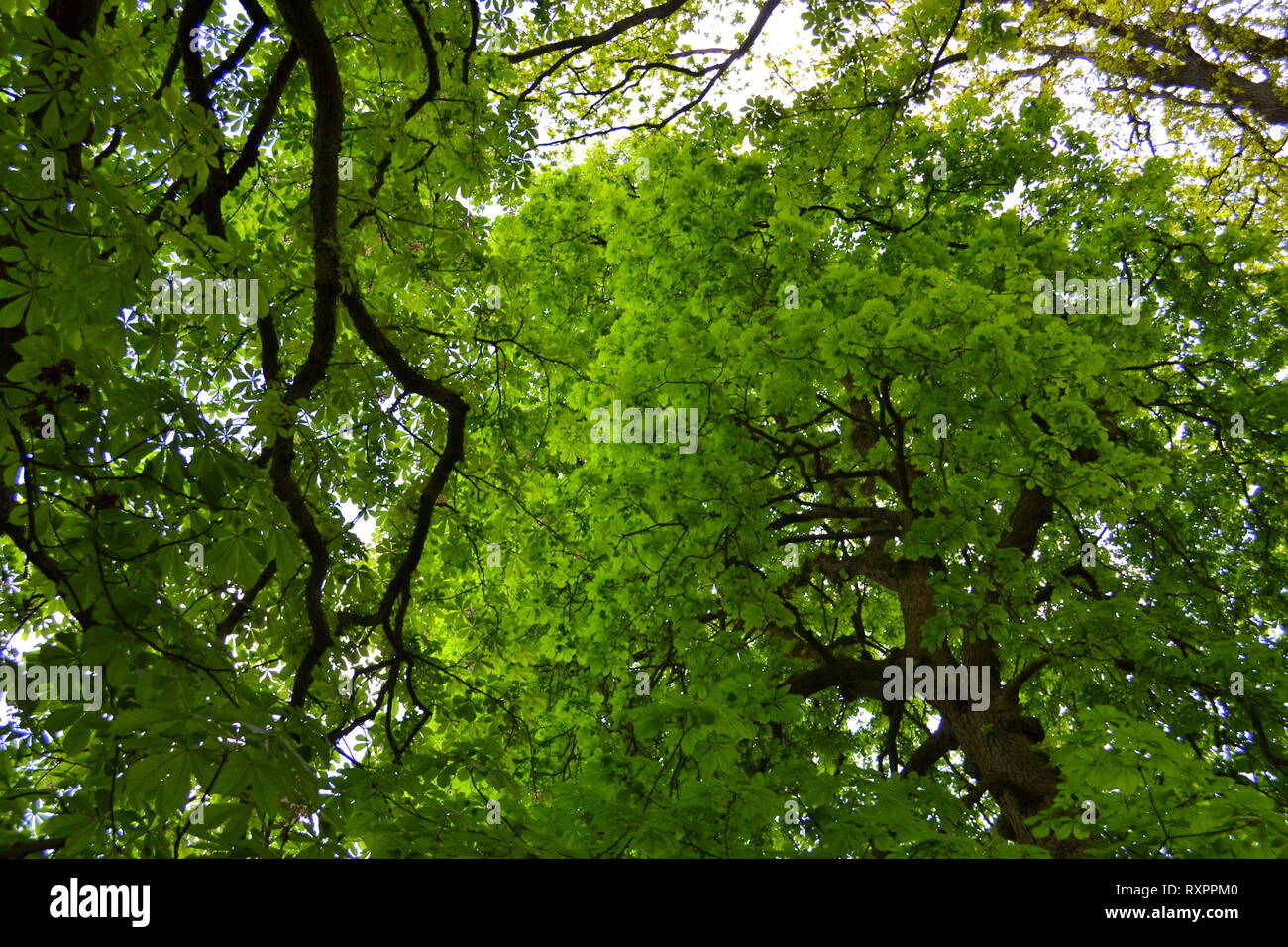 Bella vecchi alberi Foto Stock