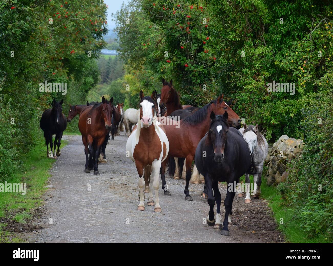 Un gruppo di cavalli di diverse razze e colori tornando al loro stabile. I cavalli vai a un percorso, su entrambi i lati sono alberi e cespugli. L'Irlanda. Foto Stock