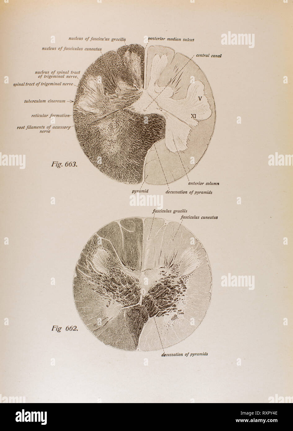Anatomia del cervello umano e le sue strutture correlate Foto Stock