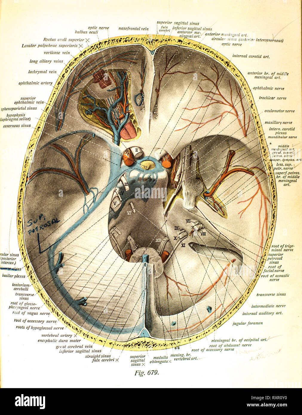 Anatomia del cervello umano e le sue strutture correlate Foto Stock