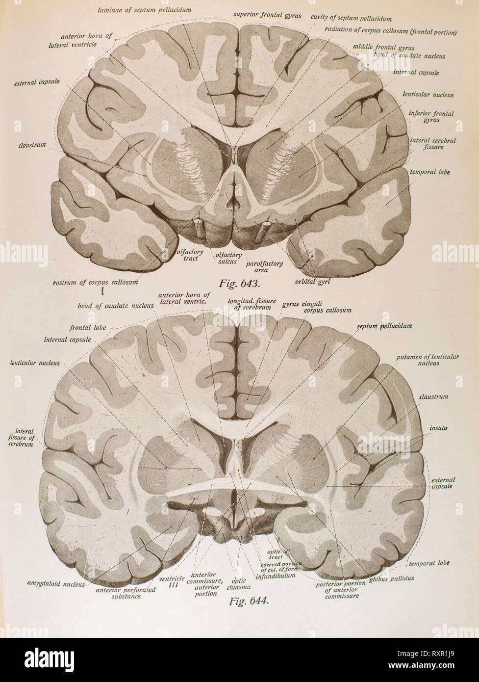 Anatomia del cervello umano e le sue strutture correlate Foto Stock