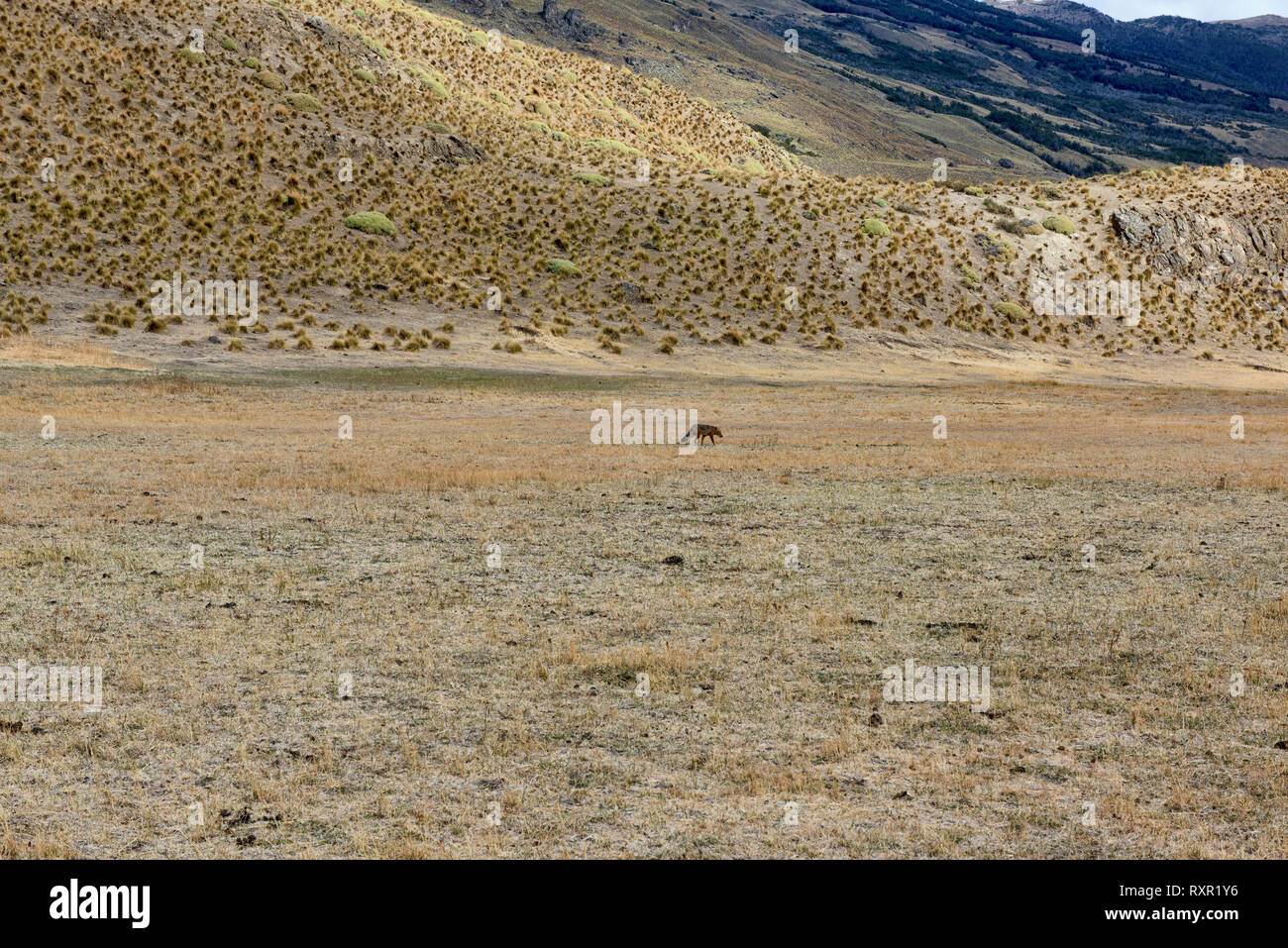 Culpeo (Andina fox), Patagonia Parco Nazionale, Aysen, Patagonia, Cile Foto Stock