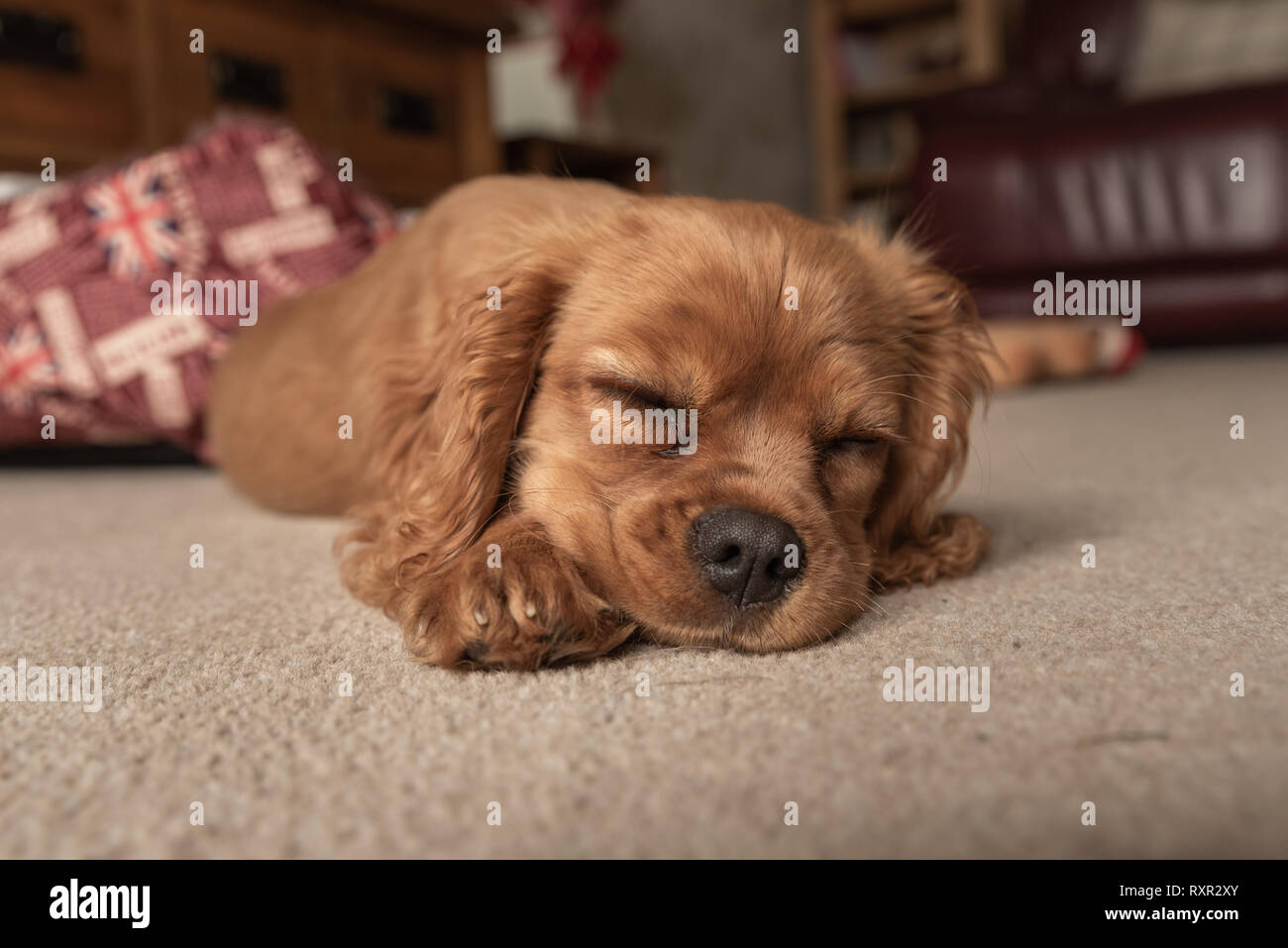 Un profilo closeup colpo di un singolo isolato ruby Cavalier King Charles Spaniel cucciolo. Foto Stock