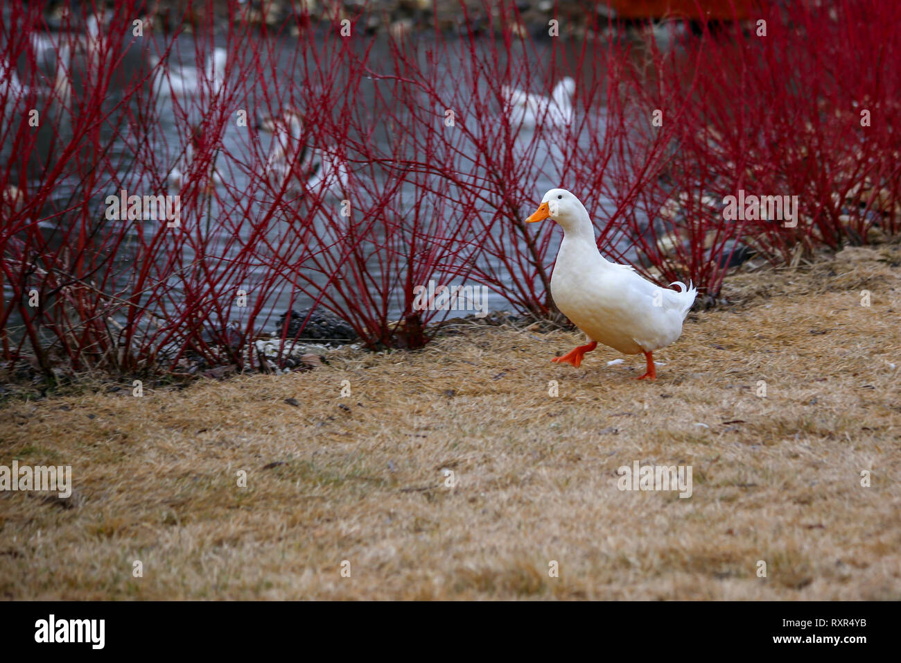 Bianco anatra carino Foto Stock