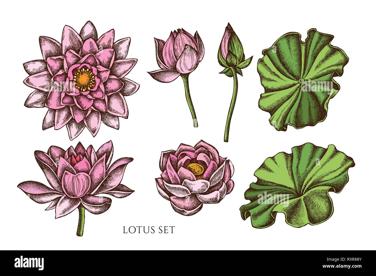 Vettore Collezione di disegnato a mano lotus colorati Illustrazione Vettoriale
