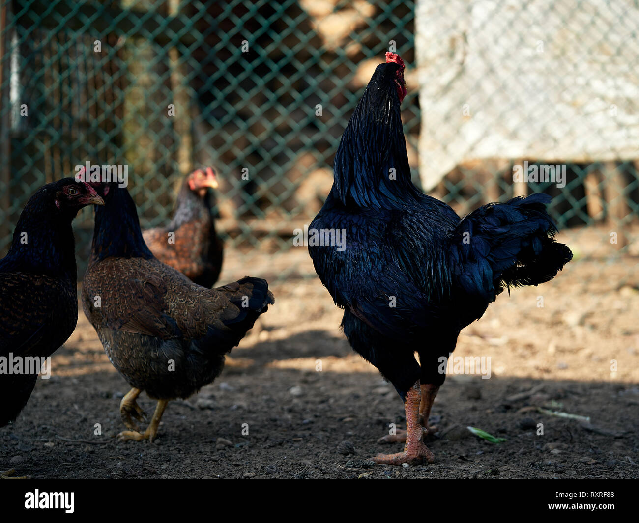 Una casa della gallina Foto Stock
