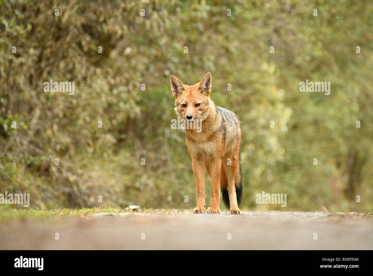 Andina Culpeo o Fox (Lycalopex culpaeus) in piedi nella radura, Parco Nazionale del Manu, Perù, Novembre Foto Stock