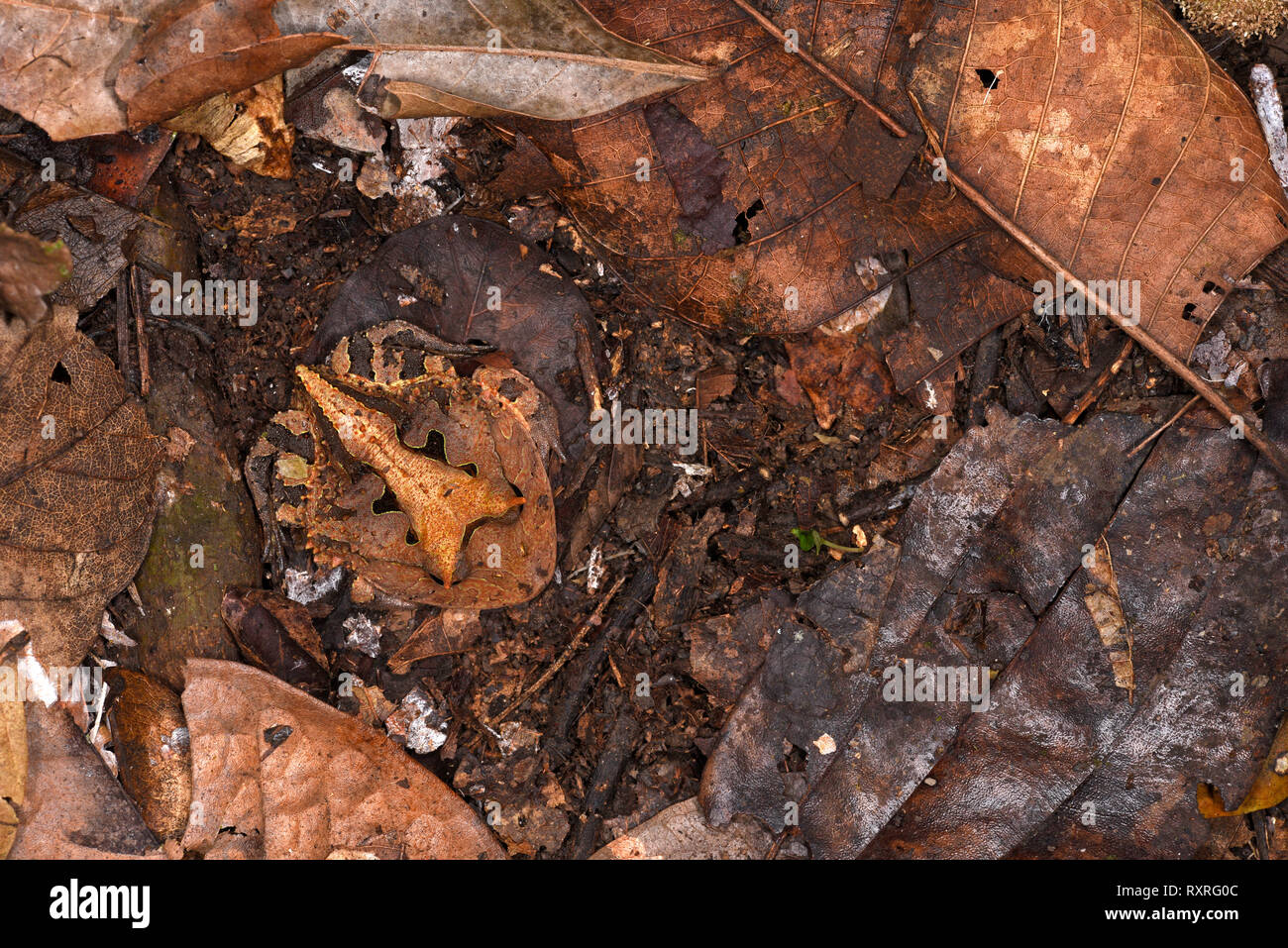 Amazon Rana cornuta (Ceratophrys cornuta) seduta nella figliata di foglia, il Parco Nazionale del Manu, Perù, Novembre Foto Stock