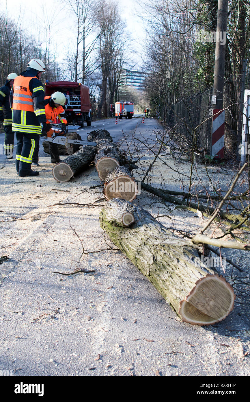 Il 10 marzo 2019, della Renania settentrionale-Vestfalia, Köln: Vigili del Fuoco vide un albero caduto piccola su una strada. Danni provocati dalla tempesta ha mantenuto i vigili del fuoco in Renania settentrionale-Vestfalia sulle loro punte. Il servizio meteo continua a mettere in guardia degli uragani nel NRW. Foto: Federico Gambarini/dpa Credito: dpa picture alliance/Alamy Live News Foto Stock