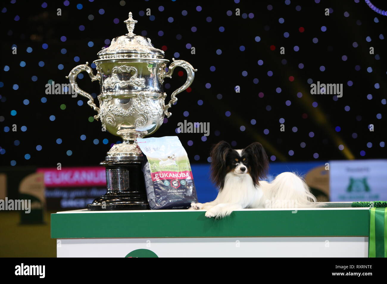 Birmingham, Regno Unito. Decimo Mar, 2019. Best in Show vincitore e campione di Crufts 2019 CH Planet Waves sempre giovani Daydream i credenti, un papillon meglio noto come Dylan il villain dal Belgio, di proprietà di Kathleen Roosens. Credito: ️Jon Freeman/Alamy Live News Foto Stock