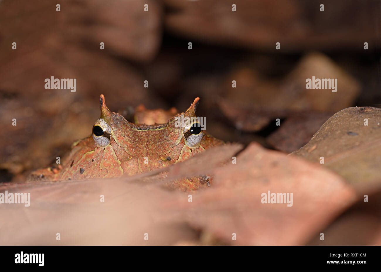 Amazon Rana cornuta (Ceratophrys cornuta) seduta nella figliata di foglia, il Parco Nazionale del Manu, Perù, Novembre Foto Stock