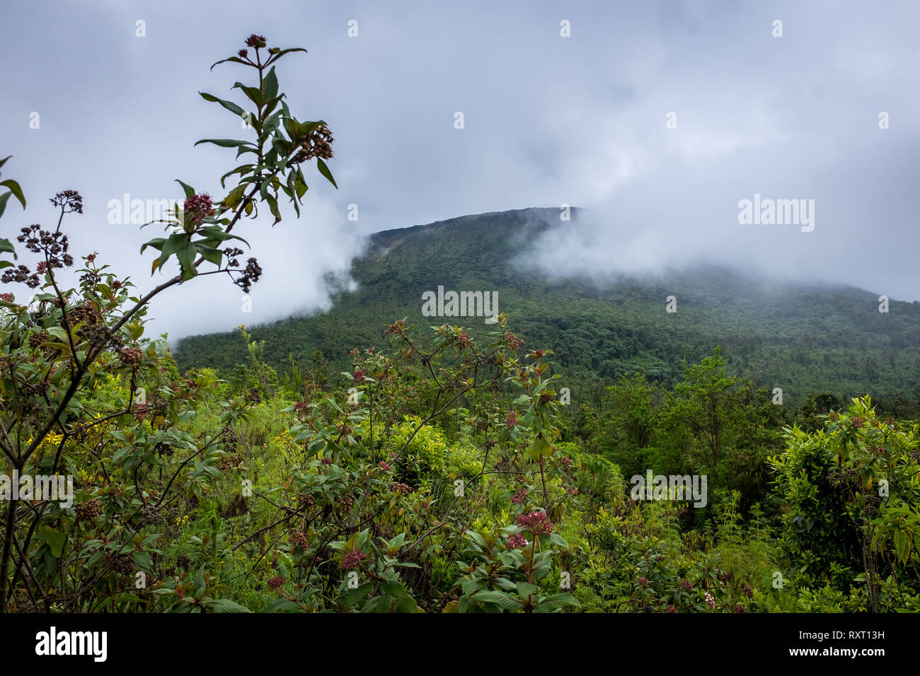 Le boscose pendici del vulcano Nyiragongo nella Repubblica democratica del Congo Foto Stock