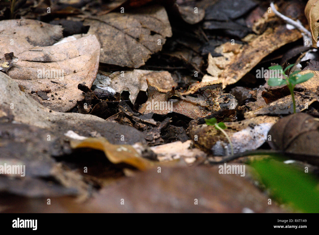 Amazon Rana cornuta (Ceratophrys cornuta) seduta nella figliata di foglia, il Parco Nazionale del Manu, Perù, Novembre Foto Stock