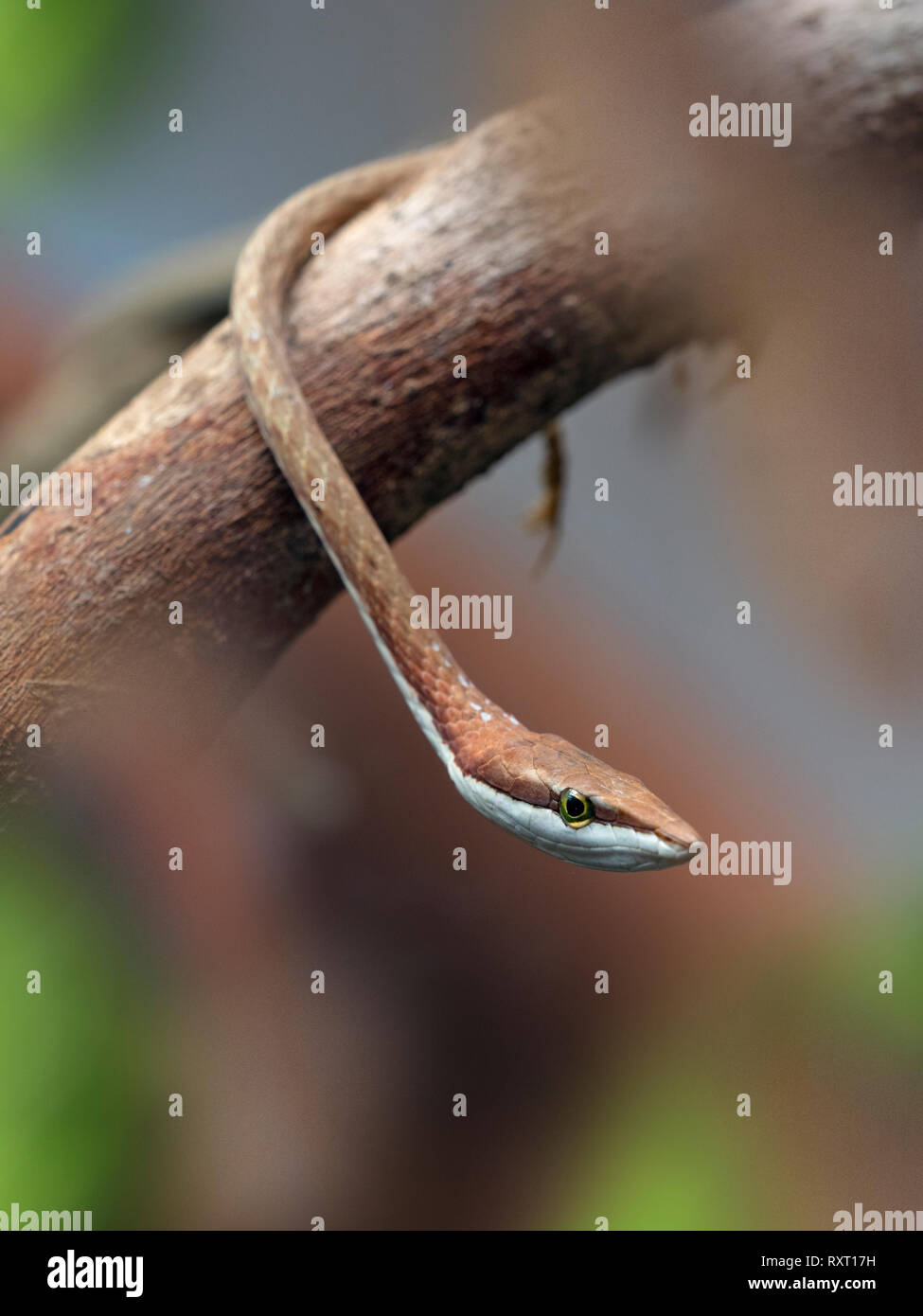 Vitigno messicano snake marrone o vine snake Oxybelis aeneus Costa Rica Febbraio Foto Stock