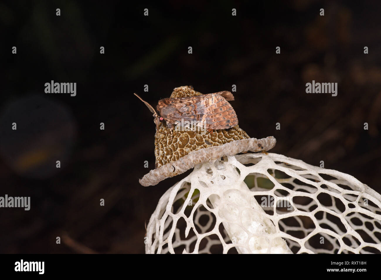 Bridal Veil Stinkhorn Fungo (Phallus indusiatus) mostrante la tignola alimentare sul cappuccio, il Parco Nazionale del Manu, Perù, Novembre Foto Stock