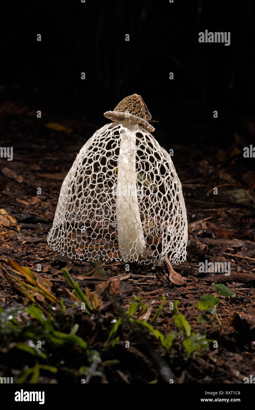 Bridal Veil Stinkhorn Fungo (Phallus indusiatus) sul suolo della foresta, Parco Nazionale del Manu, Perù, Novembre Foto Stock
