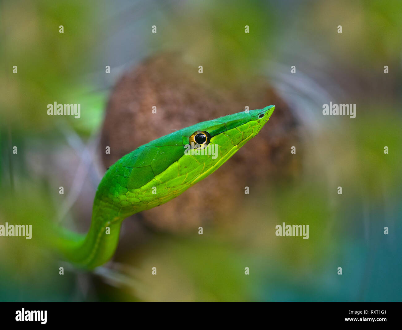 Vite verde serpente o flatbread snake Oxybelis pharomachrus Costa Rica Febbraio Foto Stock